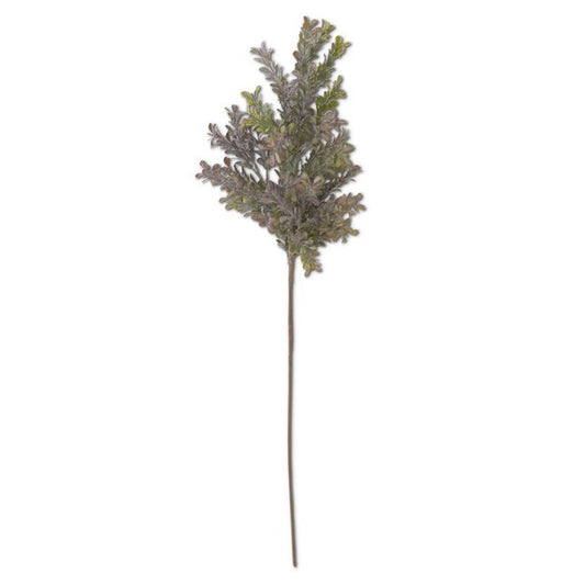 Powdered Green & Purple Boxwood Stem