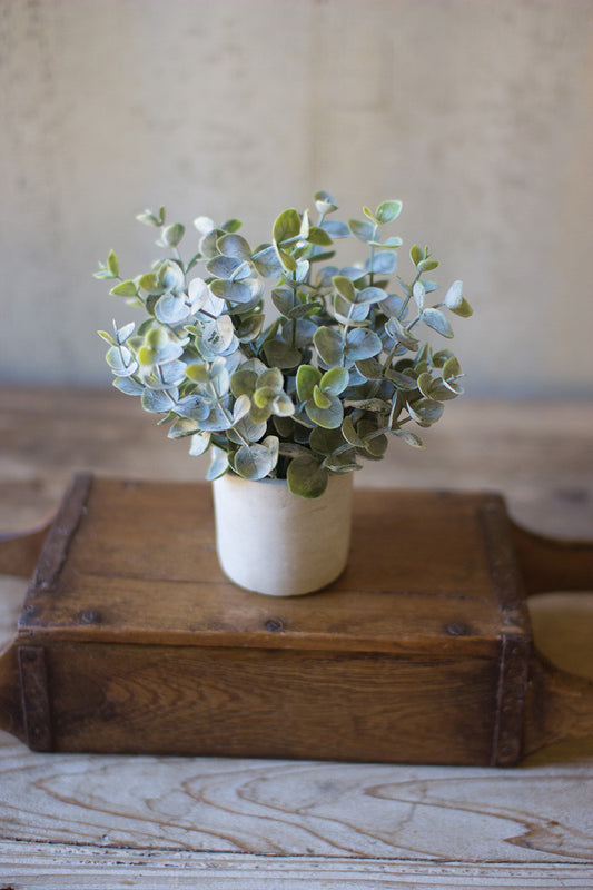 Boxwood Sage In a Cement Pot