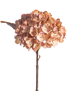 Brown Hydrangea Stem