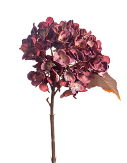 Burgundy Hydrangea Stem