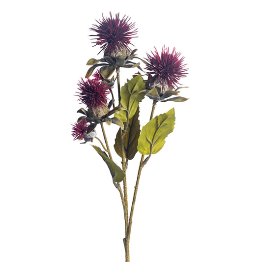 Burgundy Safflower