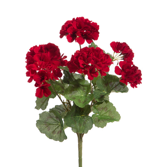 Red Geranium Bush