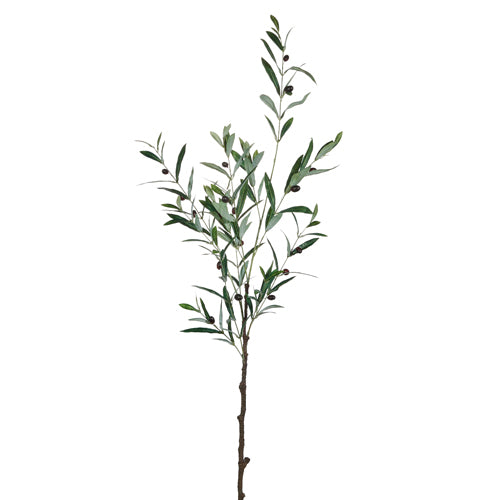 Olive Leaf Branch