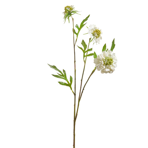 White Scabiosa Spray