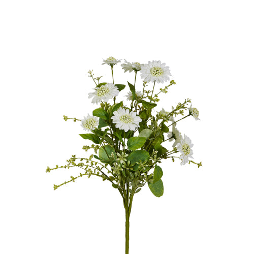 White Scabiosa Bush