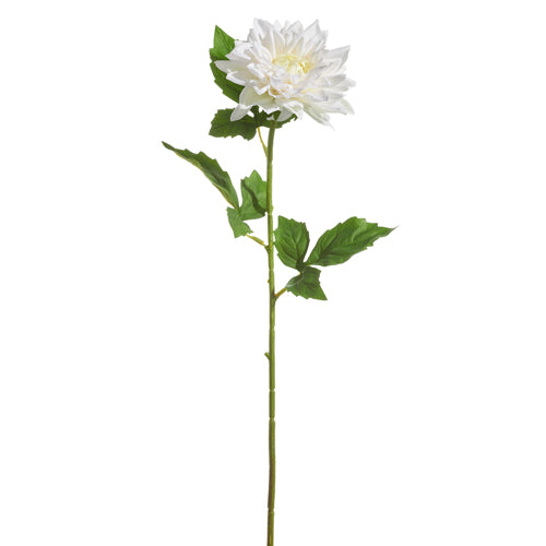 White Dahlia Stem