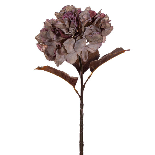 Plum Dried Hydrangea