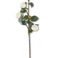 White Camellia Stem