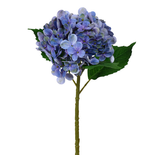 Purple Hydrangea