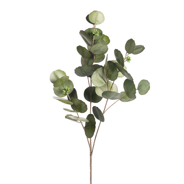 Eucalyptus Silver Dollar Stem