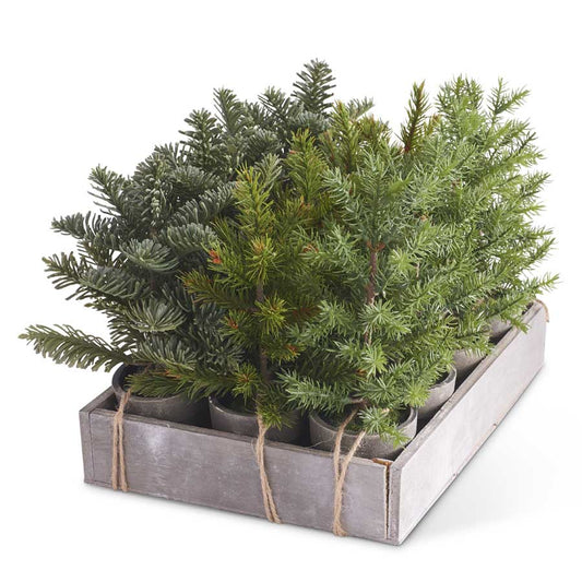 Potted Short Pine Trees