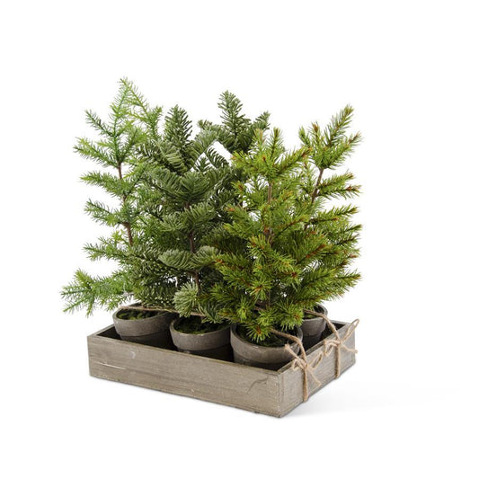 Potted Pine Tree