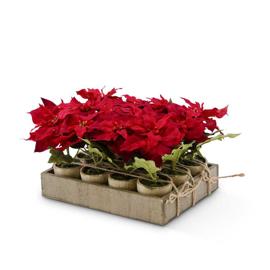 Potted Poinsettia