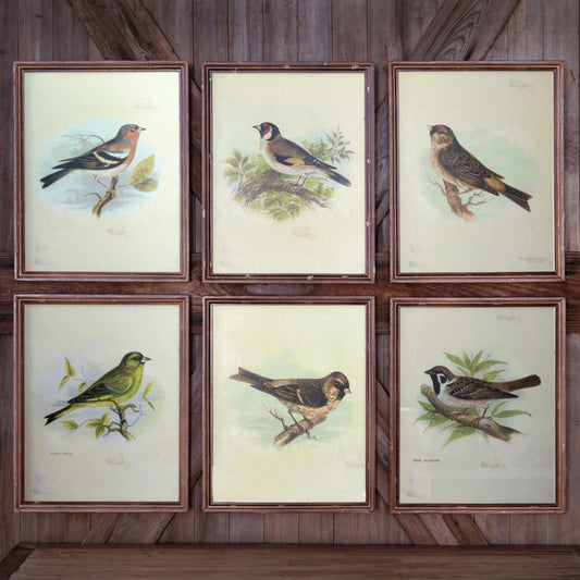 Vintage Bird Framed Prints