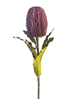 Plum Banksia