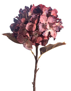 Burgundy Hydrangea