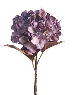 Plum Hydrangea