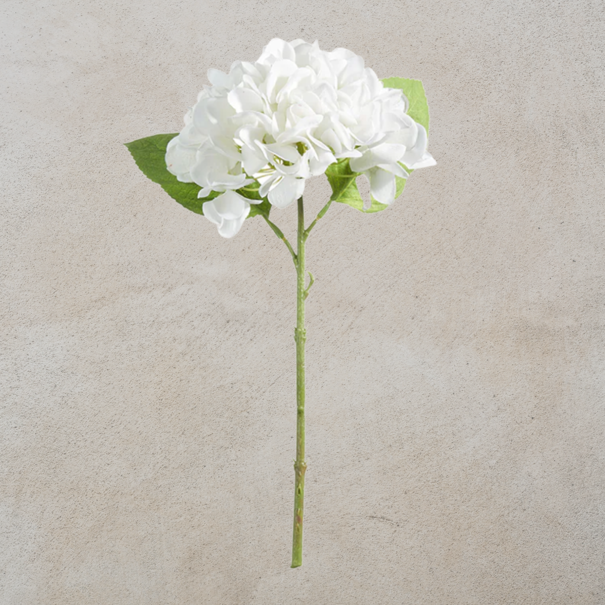 White Hydrangea Stem