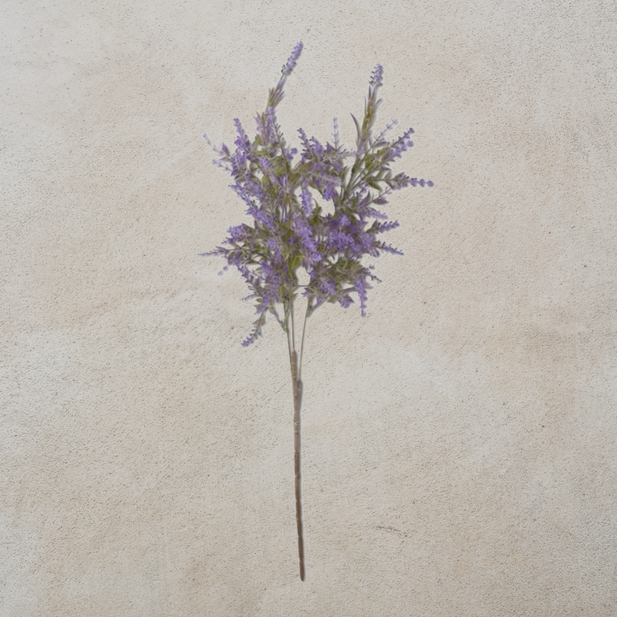 Purple Lavender Stem