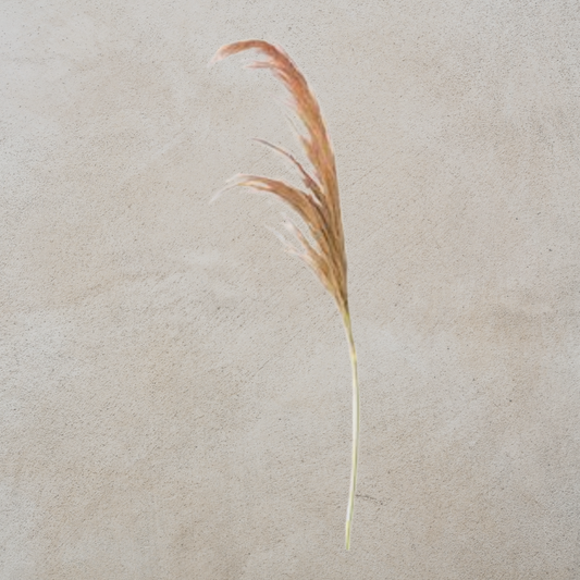 Dried Natural Pampas Grass