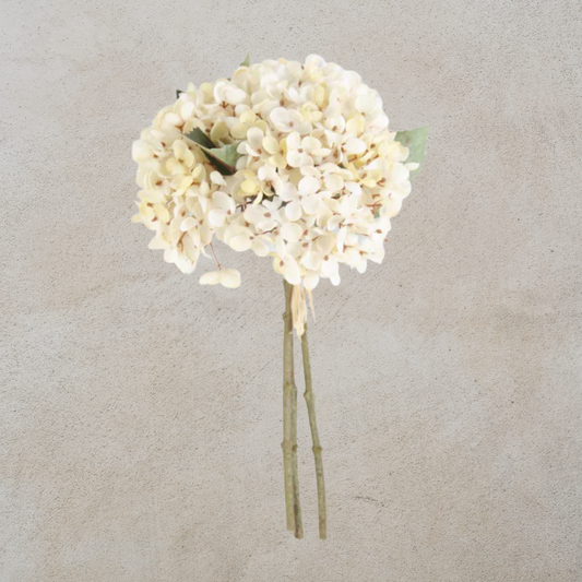 Cream Two Tone Hydrangea Bundle