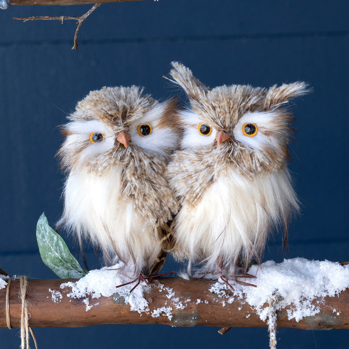 Feathered Horned Owl