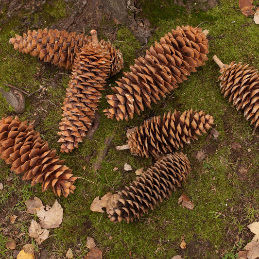 Sugar Pine Cones