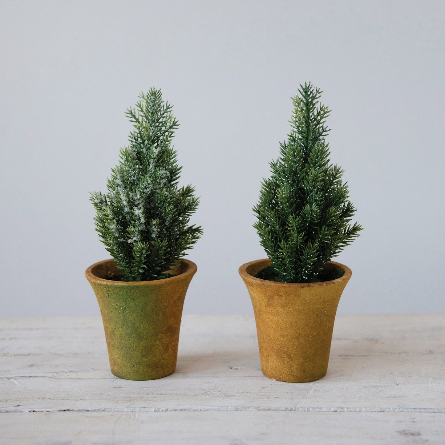 Fir Tree in Pot